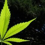 Can Kamala Harris Get Joe Biden to Push for Legalizing Pot?