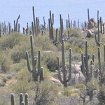 Arizona, Not Trump, Shows Republicans the Way on Immigration