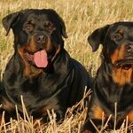 The Dogs That Aren't Barking -- and Those That Are -- in 2016
