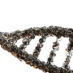 Genetics Is Undercutting the Case for Racial Quotas