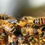 The Swarm War Future?