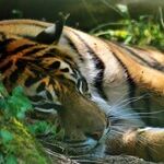 The Tiananmen Tiger Stalks the Chinese Communist Government