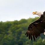 Biden's 'Different Picture' Ploy Put Freedom at Risk