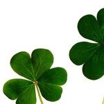 50 St. Patrick's Days Ago