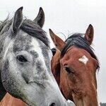 Stalking Horses