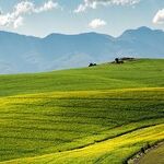 South Africa Question