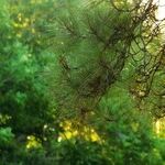 Benefits vs. Costs and COVID-19