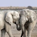 There Is No GOP Civil War