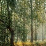 Seeing Trump's Forest