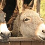 Identity Politics: A Cynical Electoral Tactic