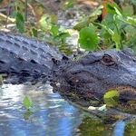Florida: America's Jihad Playground