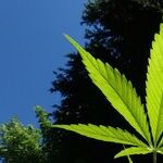 A Conservative Mom Breaks the Pot Taboo
