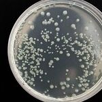 The Crisis in America's Crime Labs