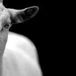 Immigrants a Convenient Scapegoat