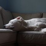 The Watchdogs Nap for Biden