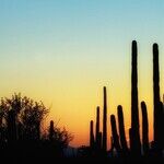 Arizona's Cowardly Katie Avoids All Debates