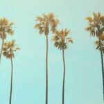 California: Where Common Sense Goes To Die