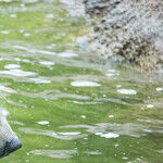 We Should Rethink Naming Wild Animals