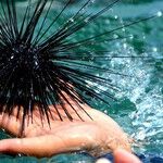 Hold the Urchin Tongues. Let's Cook Like Grandma