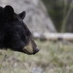 Bear Envy: Why Can't We Hibernate, Too?