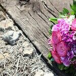 The Suicide Epidemic: Social, Economic or Both?