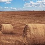 Trump Turns Farmers Into a Sacrifice