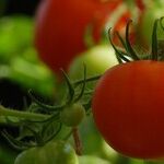 Out of the Frying Pan, Onto a Farm