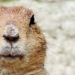 The Deep Meaning of Groundhog Day