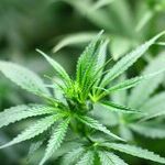 Why Canadians Rule the Cannabis Business