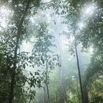 Trees Capture Carbon and Dollars