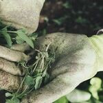 Will Home Farming Survive a Vaccine?