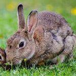 Some of You Rabbits Are Winning. Others Not