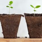 The Year We Cultivated Our Gardens