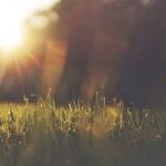 The Quest for a Perfect Lawn Leads to Insanity