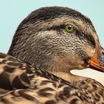 Regulating Duck Art is Honking Silly
