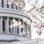 The Lefties, Not Liberals, Are Toxic to Democrats