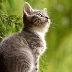 Your Fluffy Kitty Is a Killing Machine