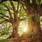 Trees Can Help Beat the Heat
