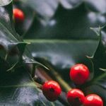 'Tis the Season to Kill Holly