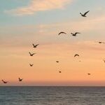 Christian Cooper Could Charm the Birds From the Trees