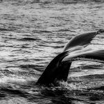After the Great Orange Whale