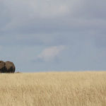 From Elephant to Tortoise, a GOP Manifesto