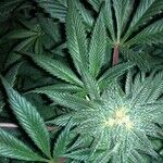 Reefer Madness and the Election