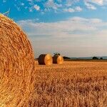From Your Table to Their Farm