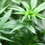 Biden Punts on Pot