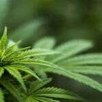 Prepare for Legal Marijuana