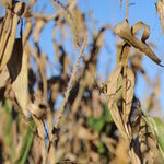 Corny Crony Capitalism in Iowa