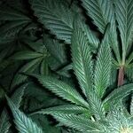 One Cheer for Kamala's Cannabis Candor: The Presidential Contender Is a Johnny-Come-Lately on Legalization, but She Is Right About the Importance of Fun