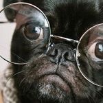 Puppies and Kittens Trump the Constitution: The New Federal Ban on Animal Cruelty Converts the Commerce Clause Into a General Police Power