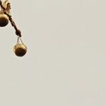 A Pandemic Does Not Suspend the Rule of Law: Courts Are Beginning to Recognize That Public Health Powers, While Broad, Are Not a Blank Check